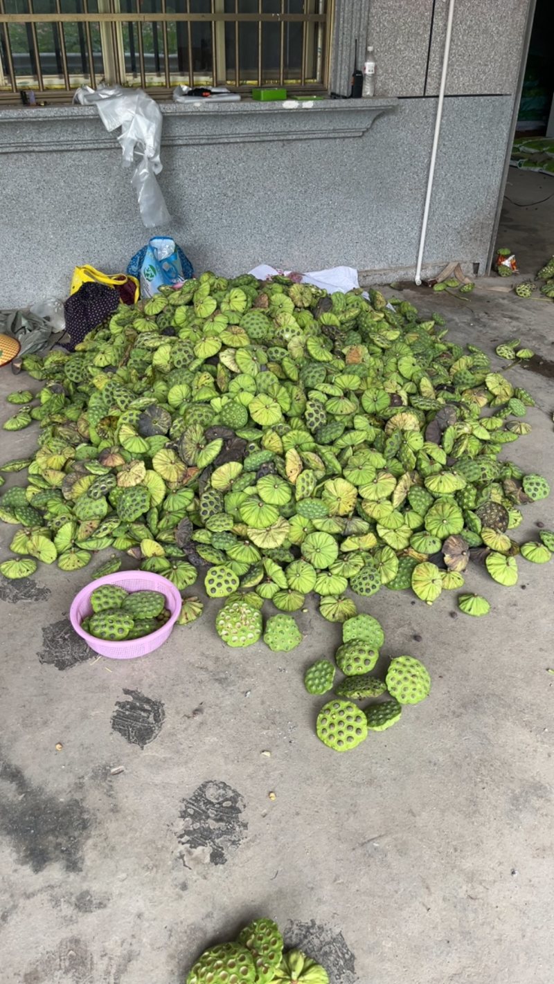 新鲜莲蓬当天摘当天发