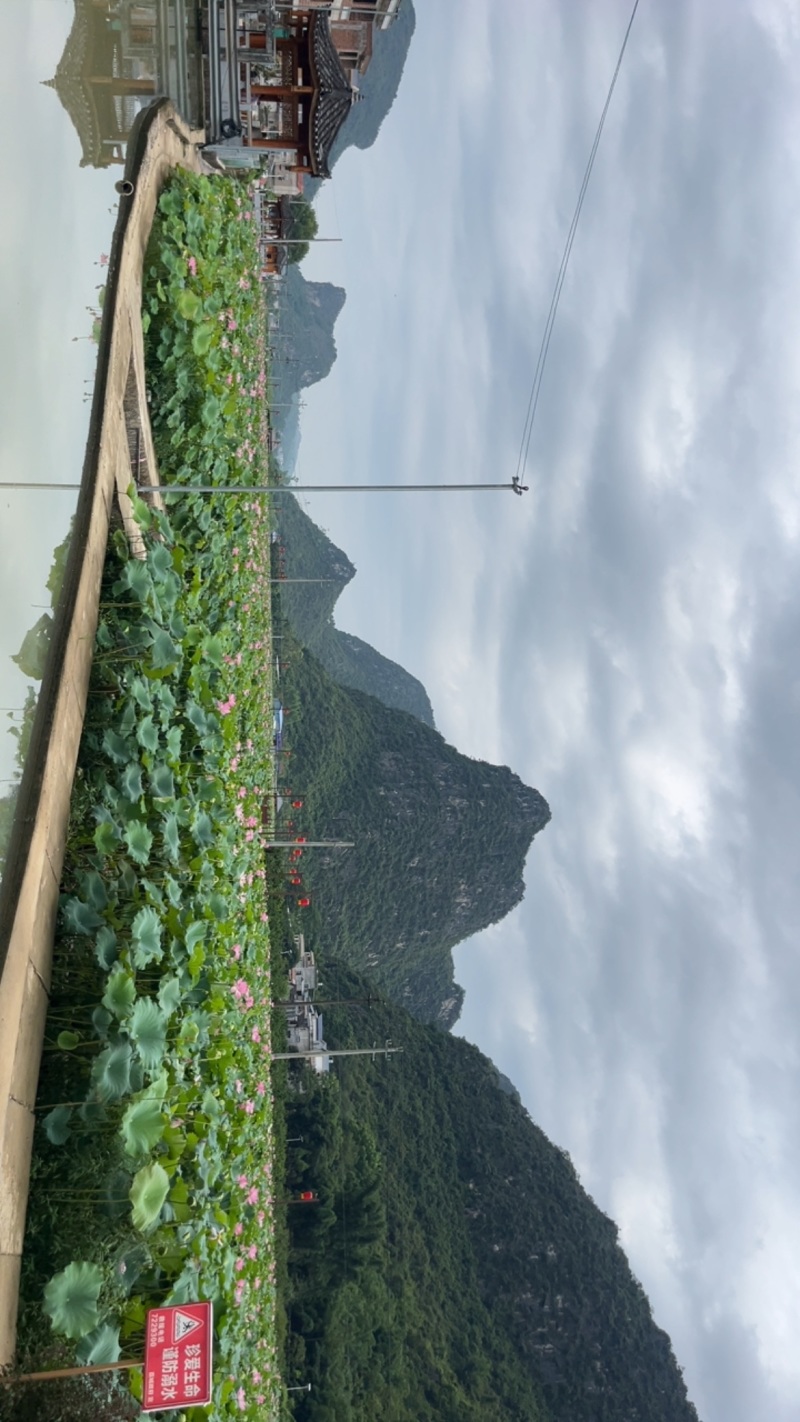 新鲜莲蓬当天摘当天发