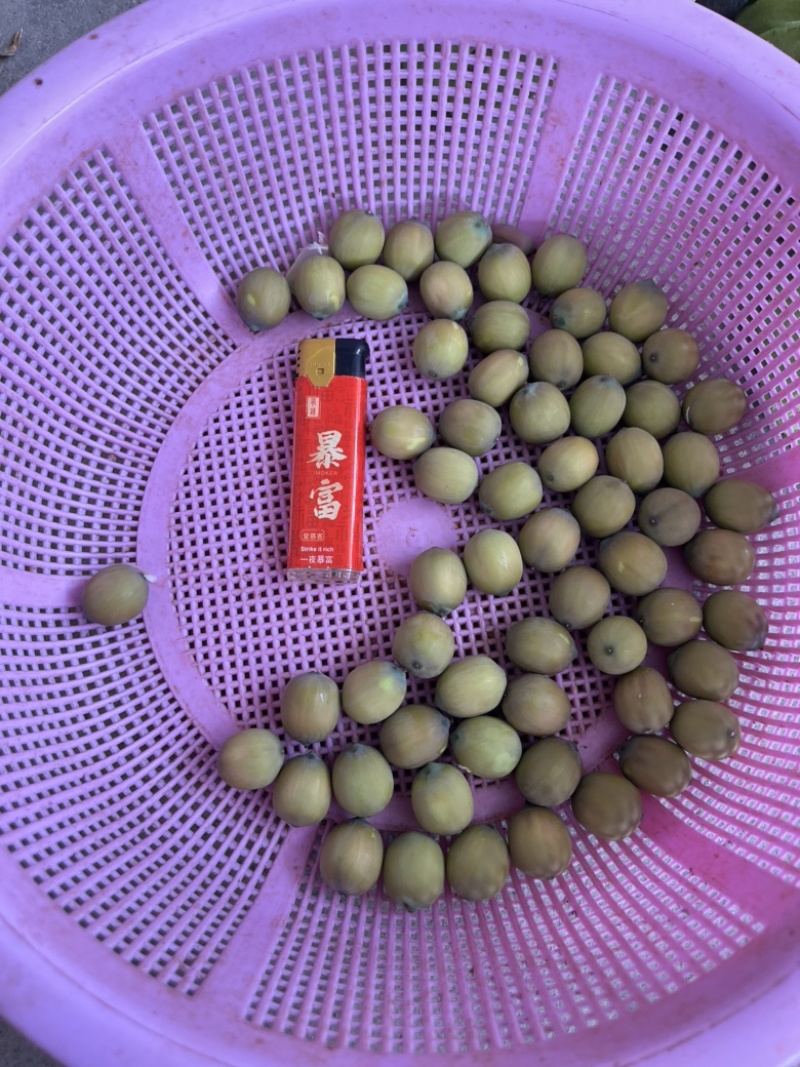 新鲜莲蓬当天摘当天发