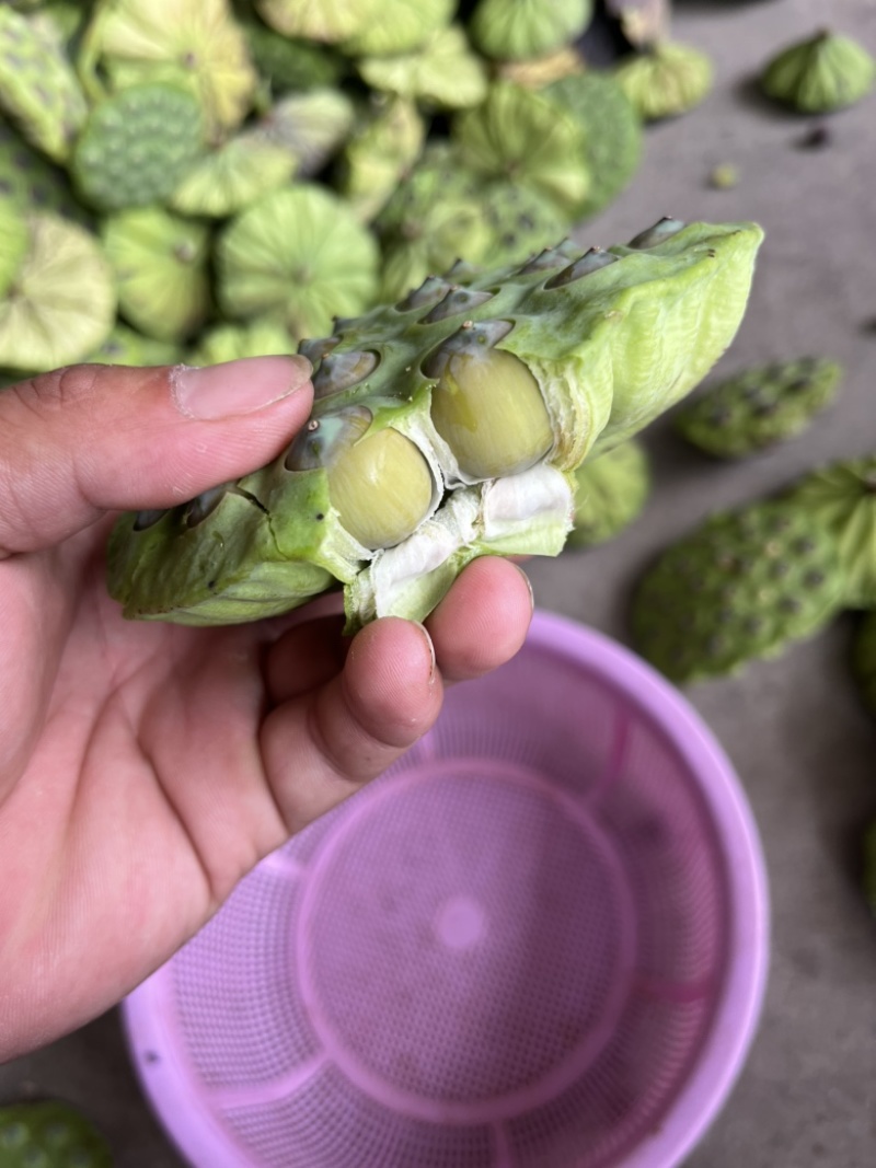 新鲜莲蓬当天摘当天发