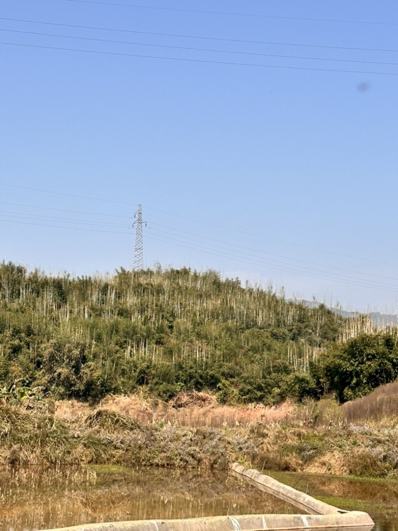 硬头黄，硬头黄竹竹老壳大量出售基地直销量大价优