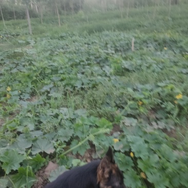 黑皮冬瓜