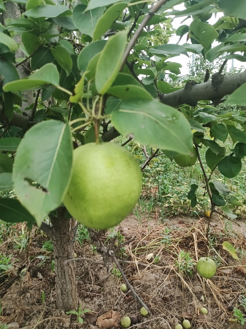 酥梨皇冠