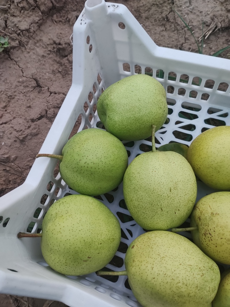 酥梨皇冠