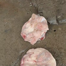 猪头