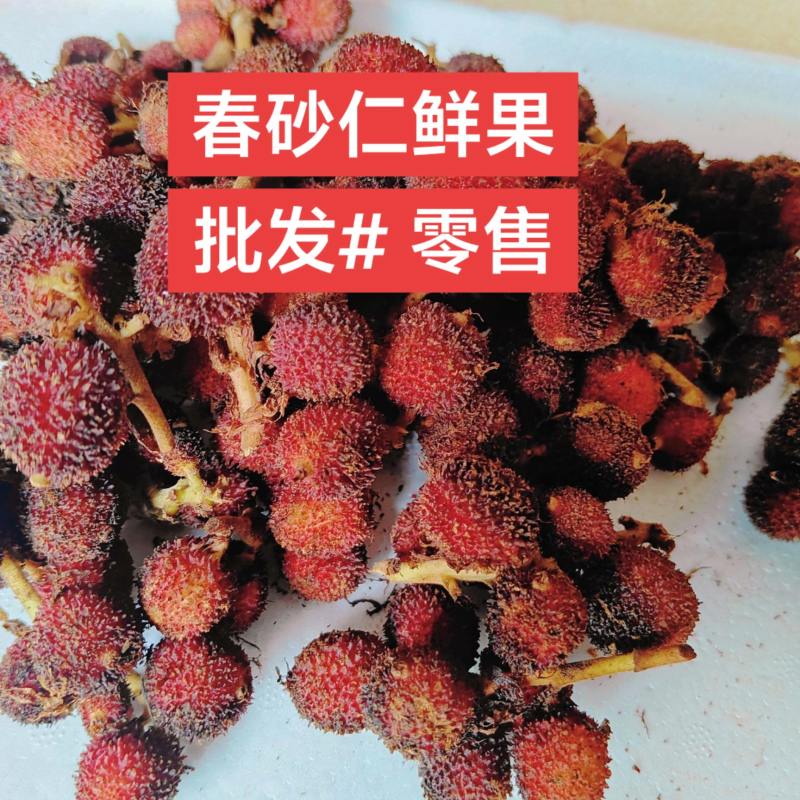 阳春春砂仁产地批发现摘现卖鲜货产地发货