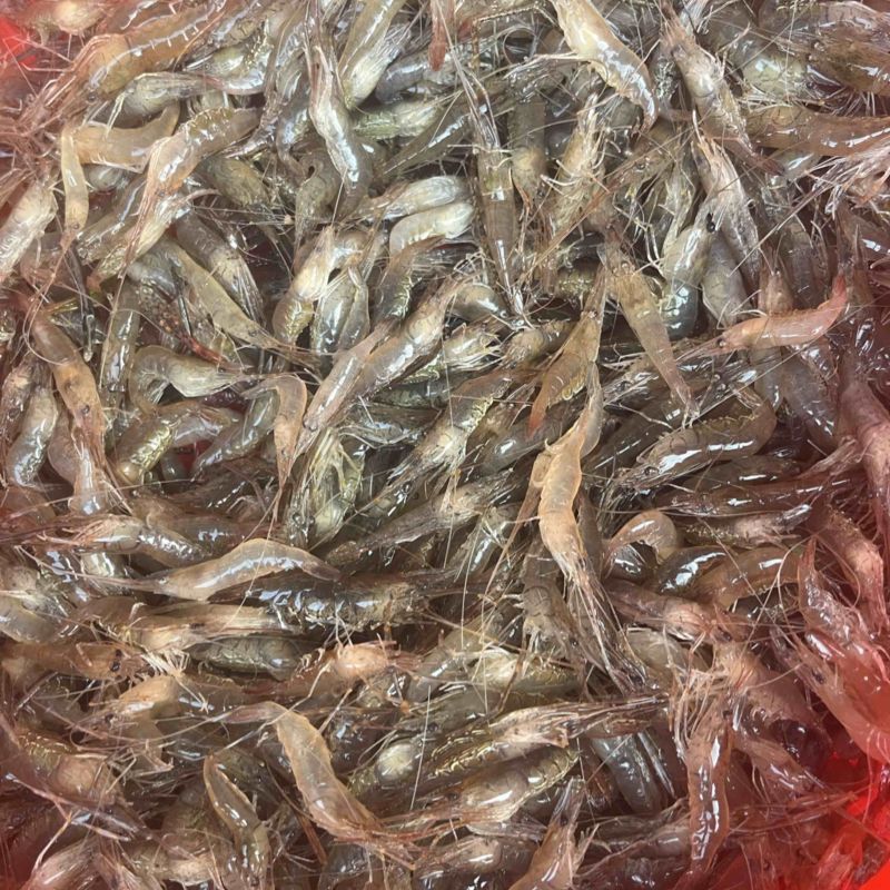 广东鲜活野生河虾仔/量大价优/欢迎咨询