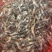 广东鲜活野生河虾仔/量大价优/欢迎咨询