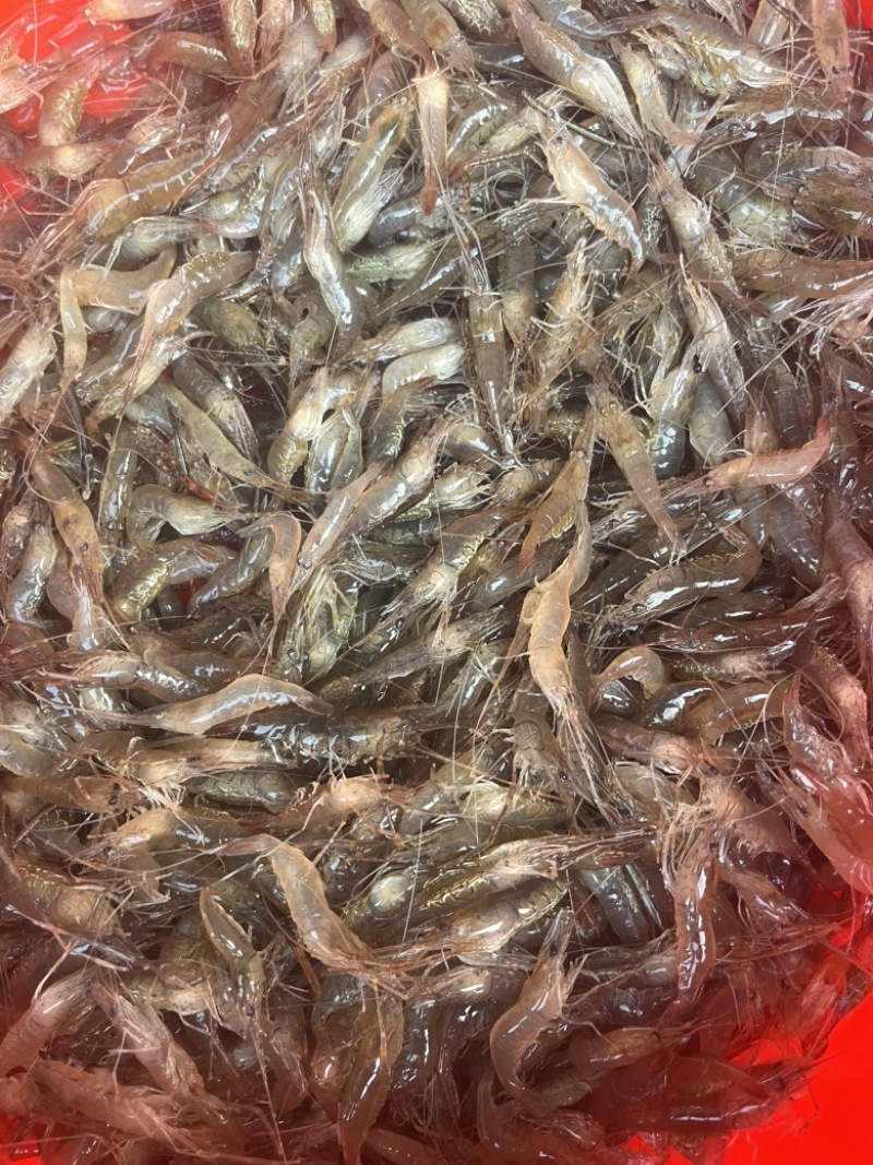 广东鲜活野生河虾仔/量大价优/欢迎咨询