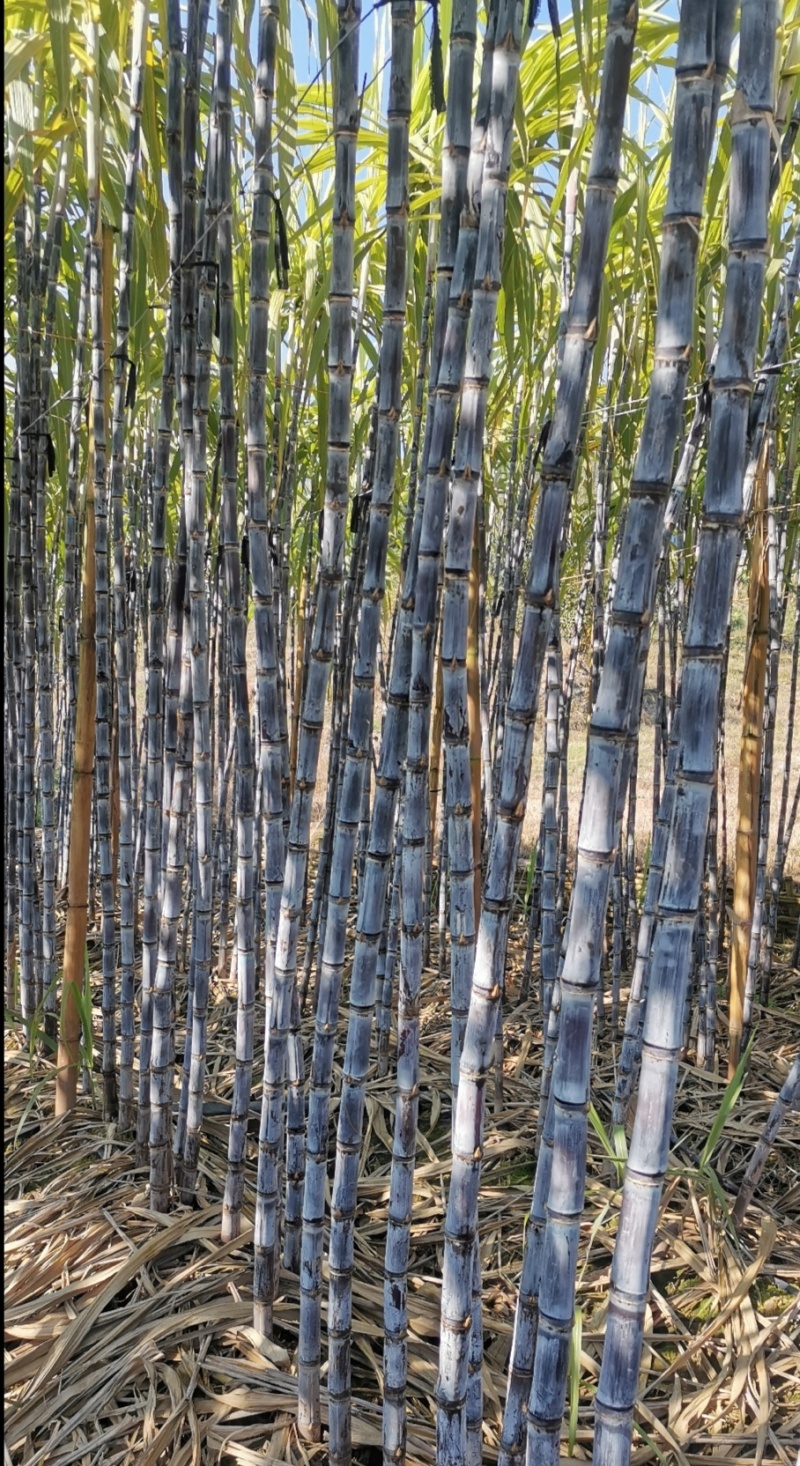 广西现货黑皮紫皮甘蔗产地直发一件代发市场批发
