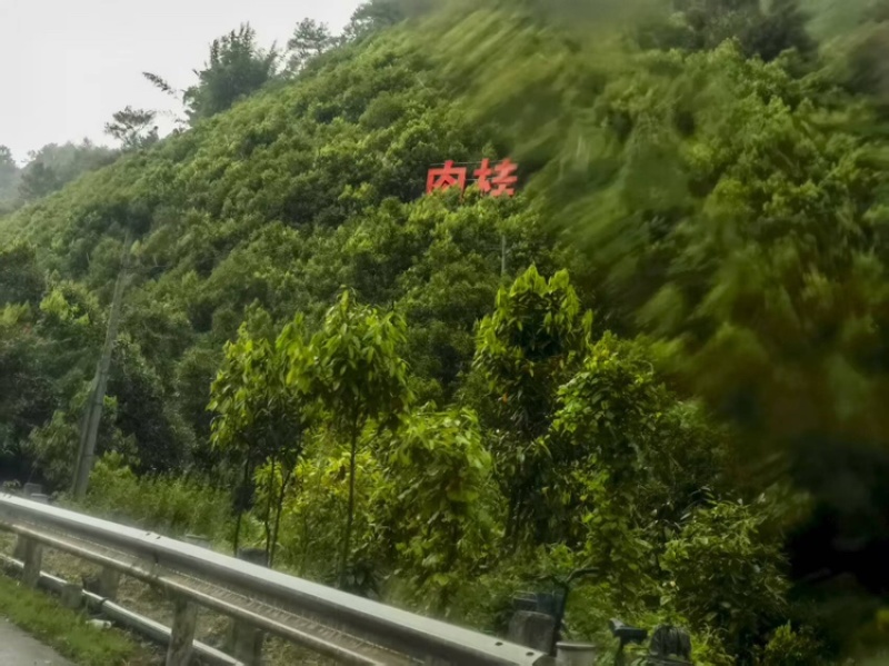 肉桂大量上市，可批发零售欢迎来电咨询