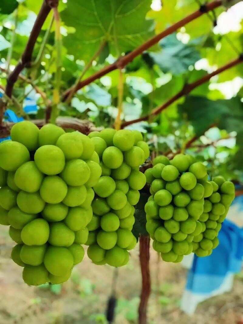 阳光玫瑰安徽阳光玫瑰葡萄承接商超电商供货代发全国市场