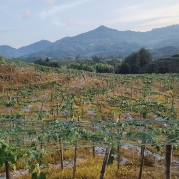 寿宁县芹洋乡白玉丝瓜，水瓜