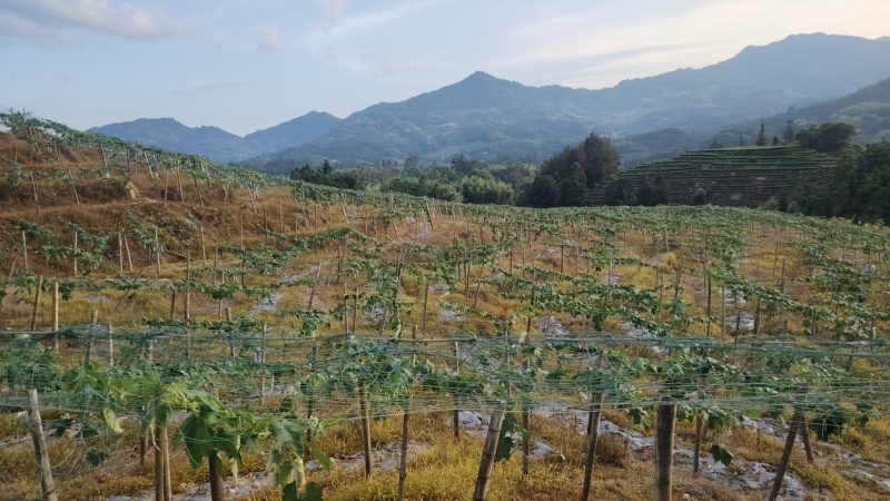 寿宁县芹洋乡白玉丝瓜，水瓜