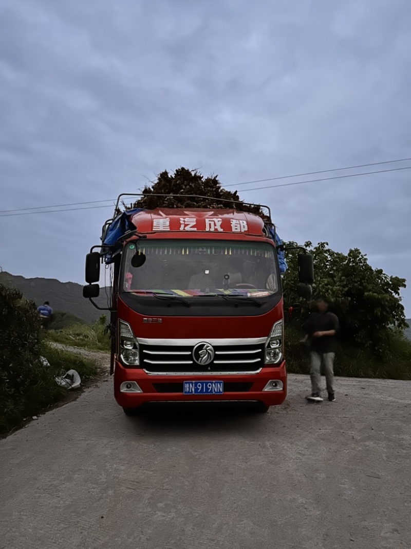 硬头黄，硬头黄竹竹老壳大量出售基地直销量大价优