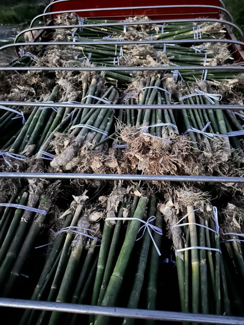 硬头黄，硬头黄竹竹老壳大量出售基地直销量大价优