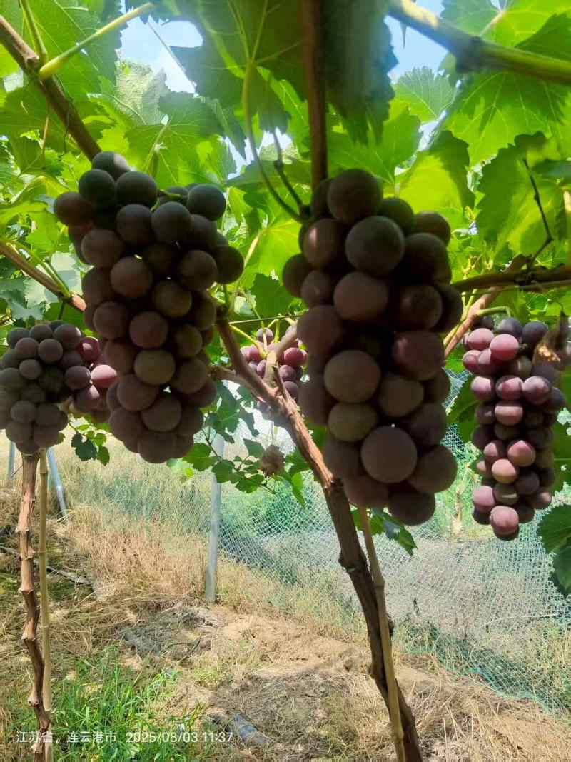 精品巨峰葡萄甬优一号货源充足量大从优质量保证欢迎咨询