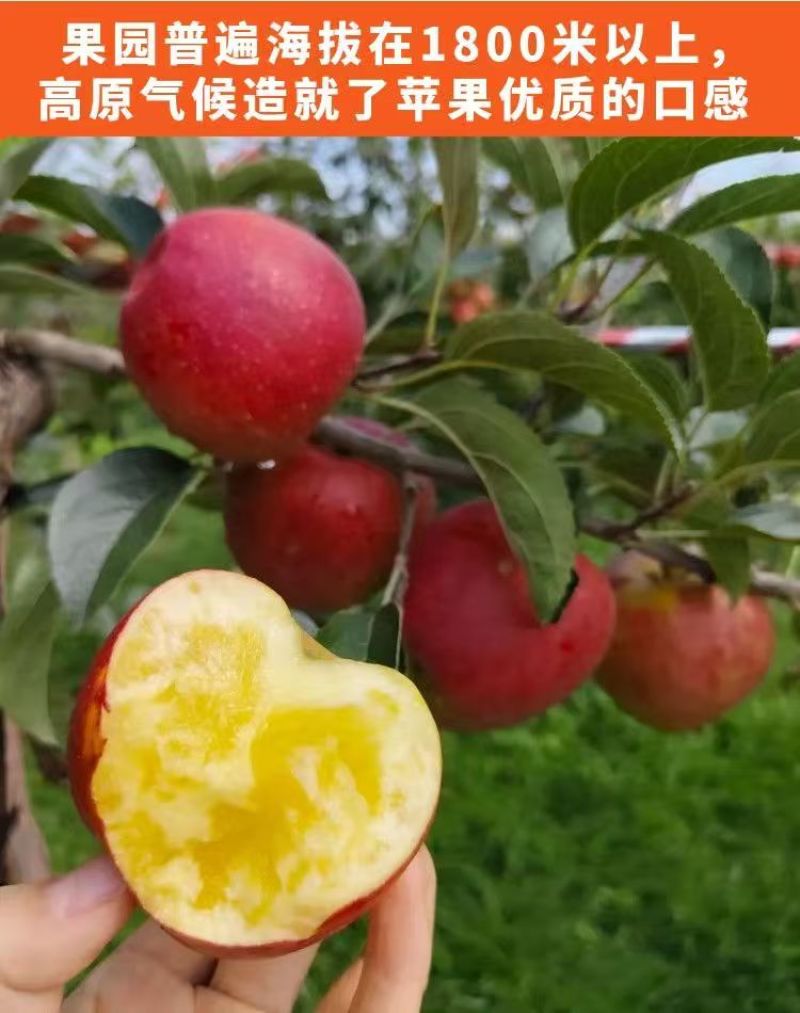云南昭通华硕苹果，大量有货，产地一手货源，价格可谈，欢迎合作