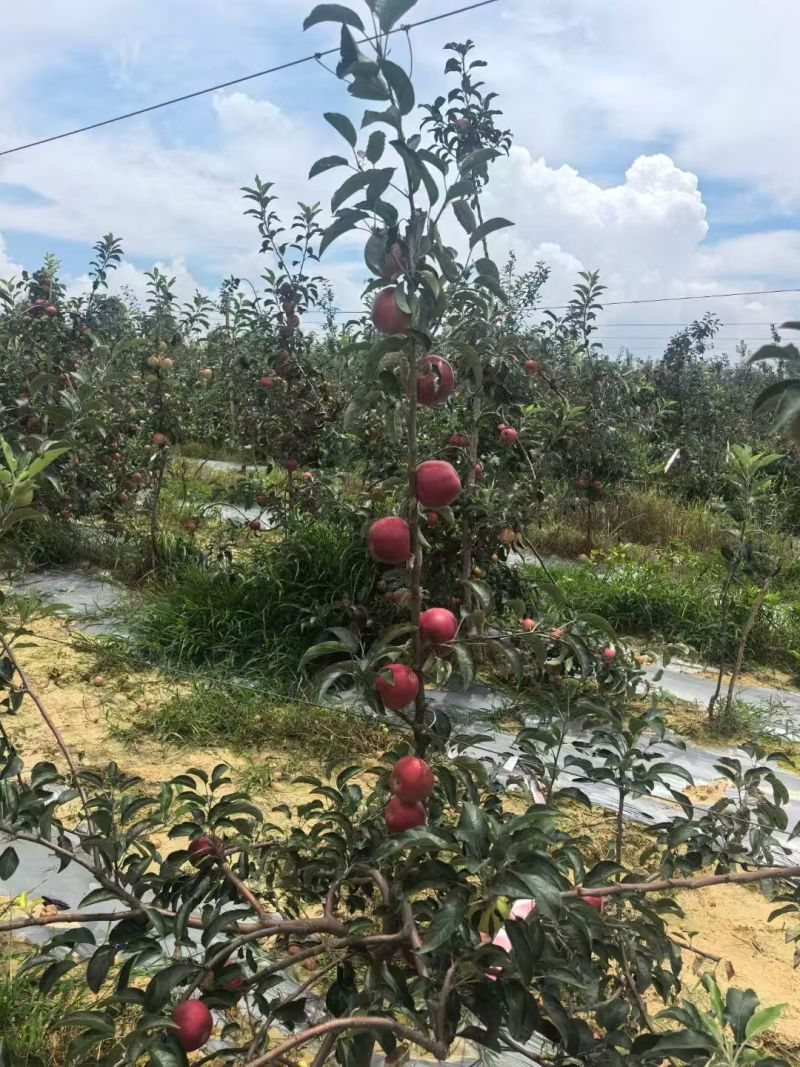云南昭通华硕苹果，大量有货，产地一手货源，价格可谈，欢迎合作