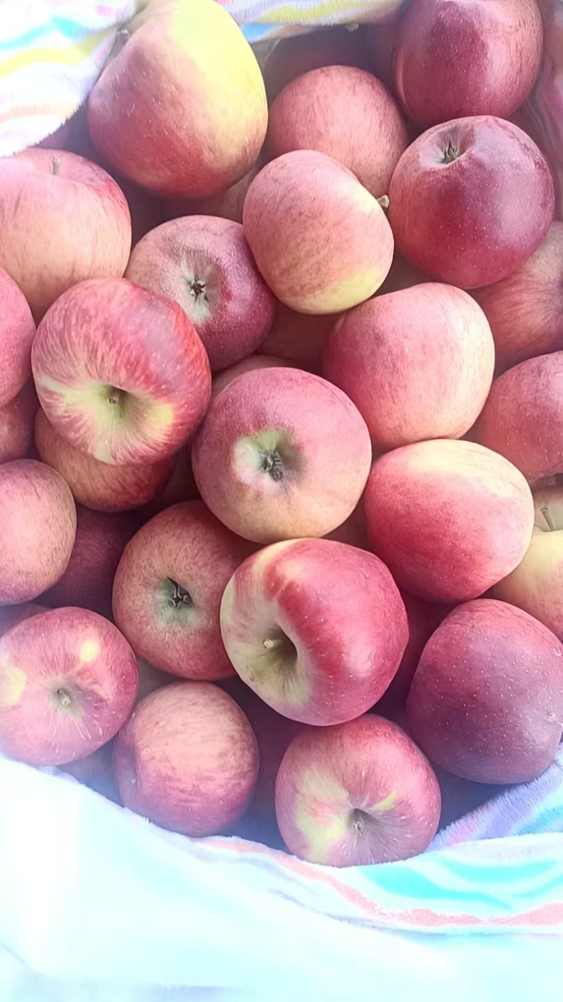 云南昭通华硕苹果，大量有货，产地一手货源，价格可谈，欢迎合作