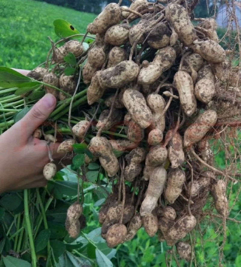潍坊自家鲜花生，山岭地，品质好，量很大，颗粒饱满