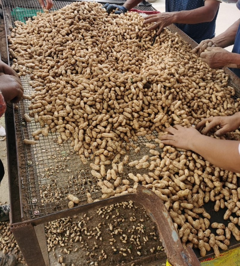 潍坊自家鲜花生，山岭地，品质好，量很大，颗粒饱满
