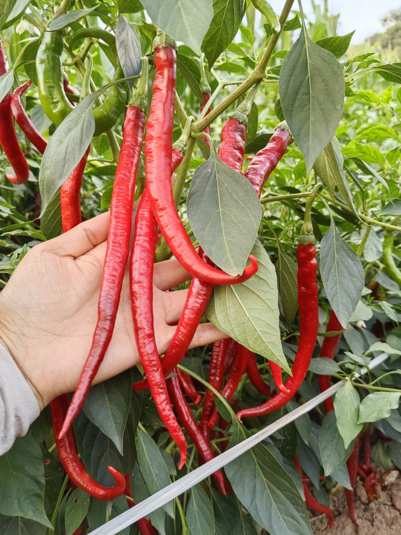 鲜红辣椒二荆条线椒泡椒剁椒豆瓣酱