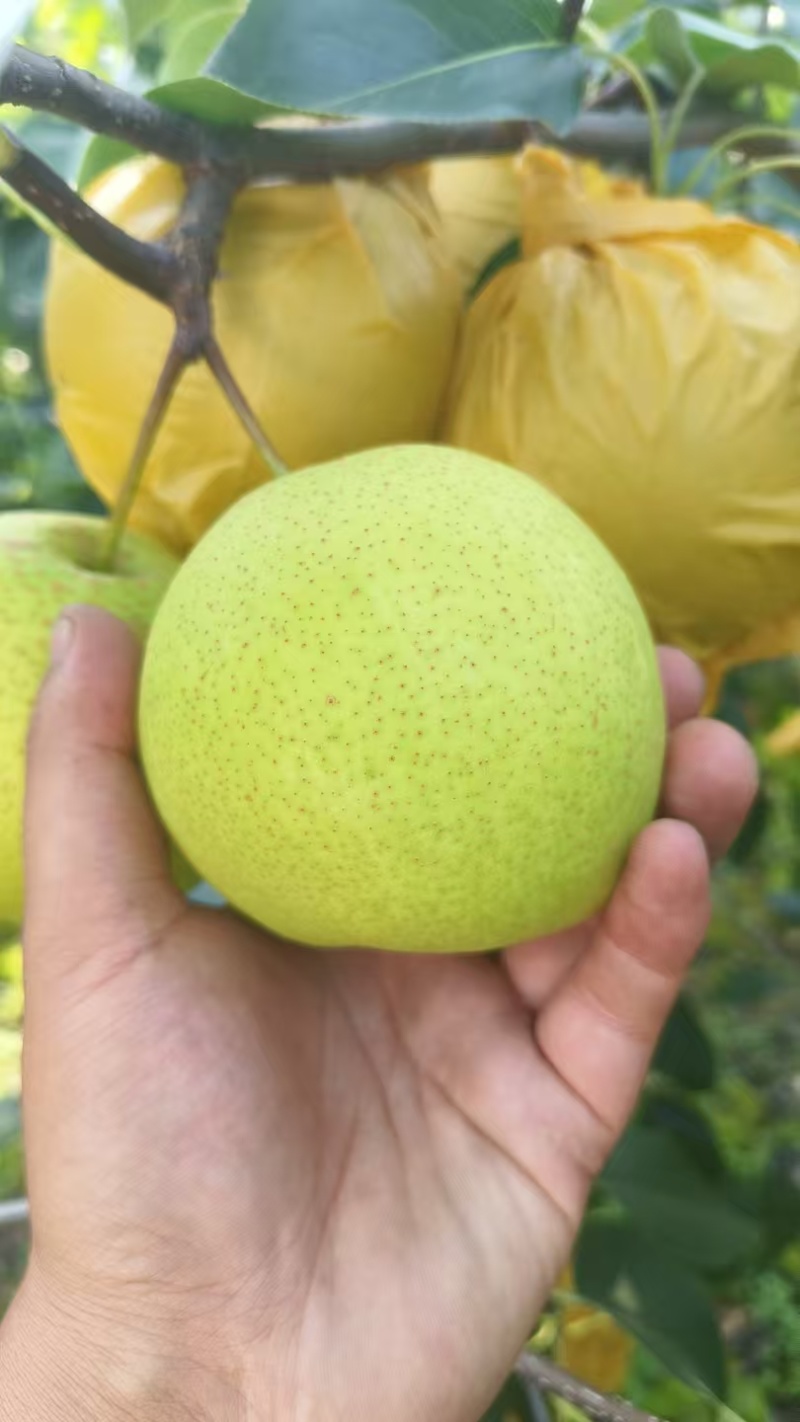 雪花梨，产地直供保质保量量大从优价格优惠欢迎看货