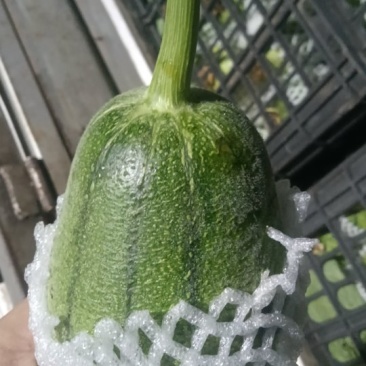 苹果丝瓜