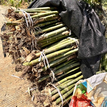 绵竹竹苗竹老壳大量出售批发量大价优有需要的老板联系