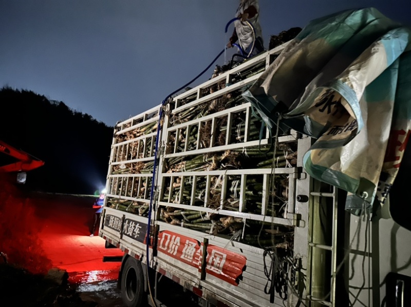 绵竹竹苗竹老壳大量出售批发量大价优有需要的老板联系