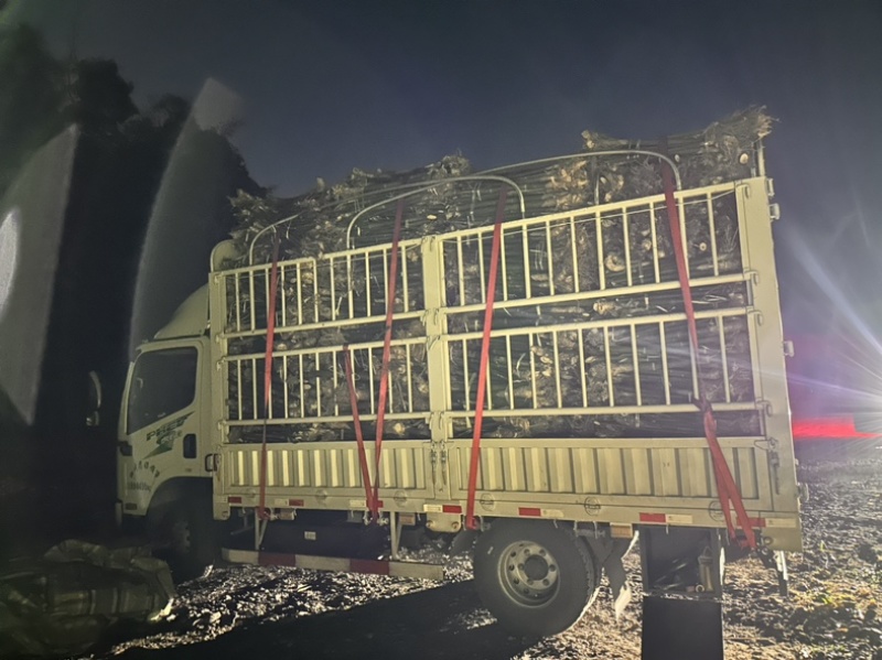 绵竹竹苗竹老壳大量出售批发量大价优有需要的老板联系