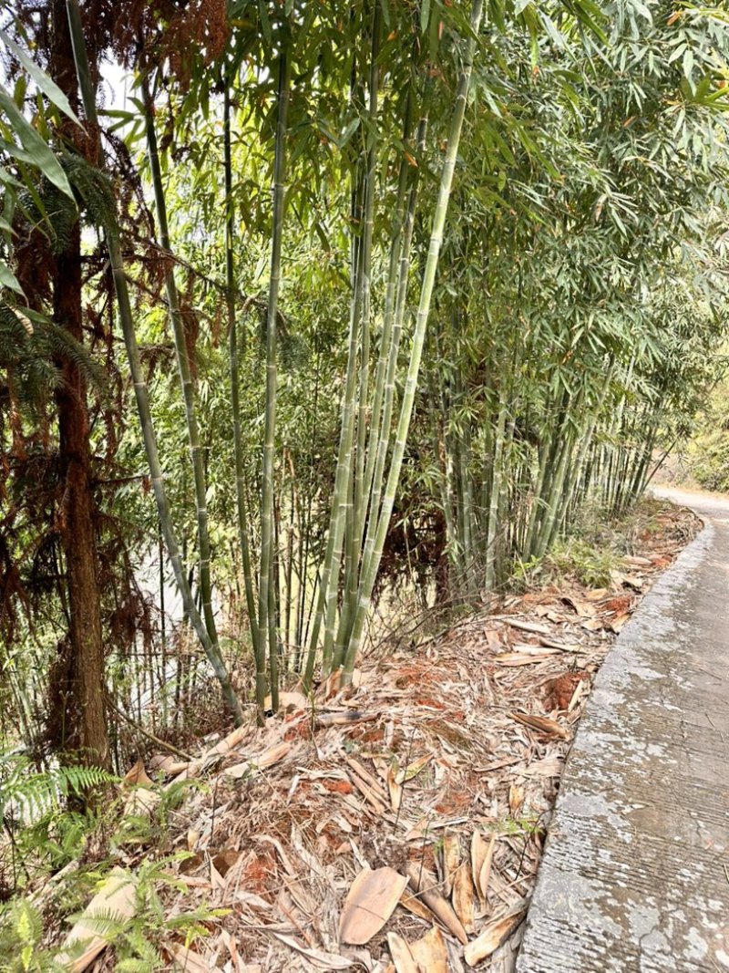 绵竹竹苗竹老壳大量出售批发量大价优有需要的老板联系