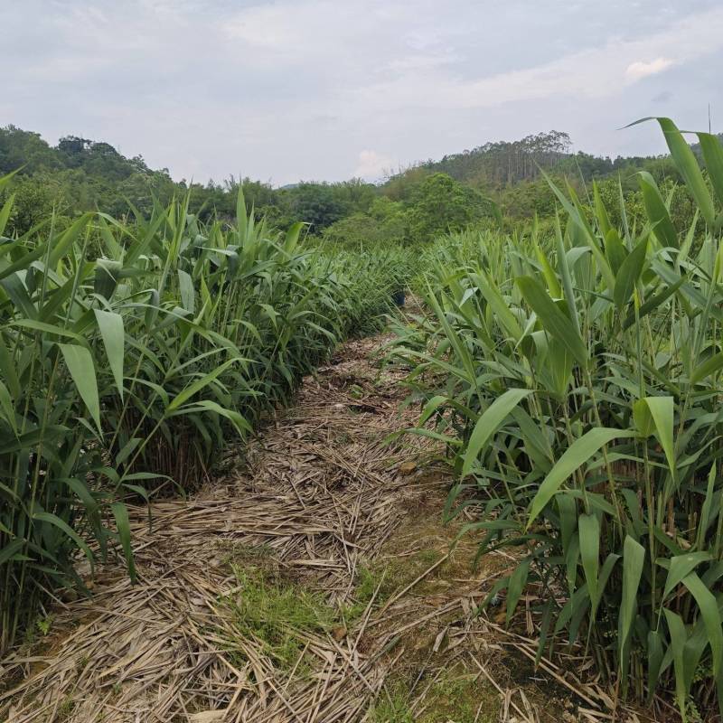 新鲜粽叶产地直销，全程冷库保鲜每天稳定供应万斤以上