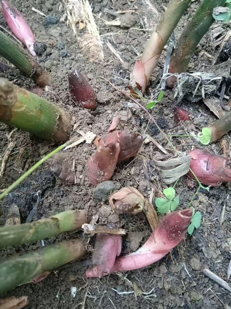 贵州洋荷品质保证服务周到产地直发价格美丽