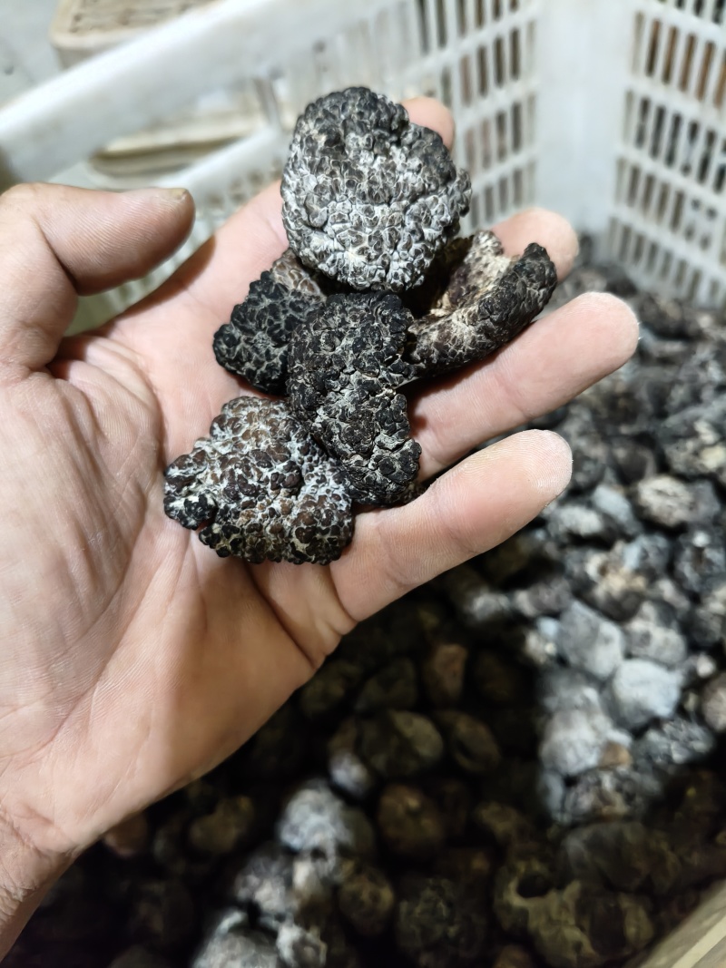 核桃菌猴脑菌大货农户直销