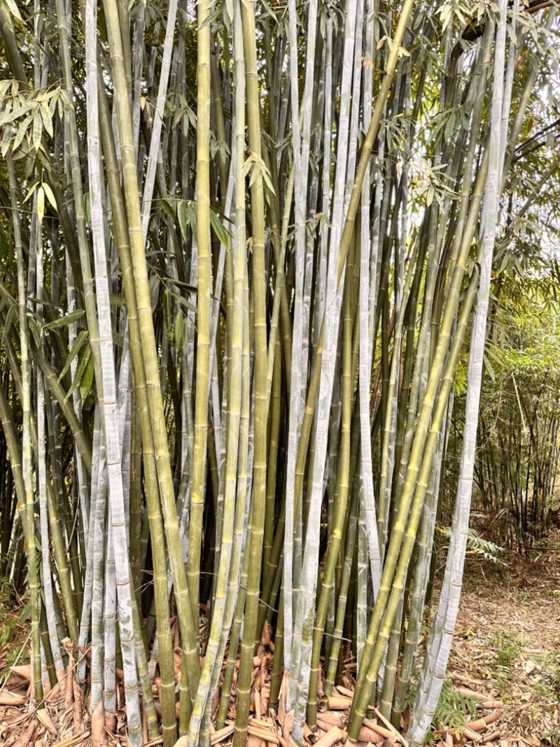 绵竹竹苗竹老壳大量出售批发量大价优有需要的老板联系