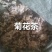 河南焦作武陟菊花茶货源充足/精品菊花茶自产自销量大从优