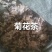 河南焦作武陟菊花茶货源充足/精品菊花茶自产自销量大从优