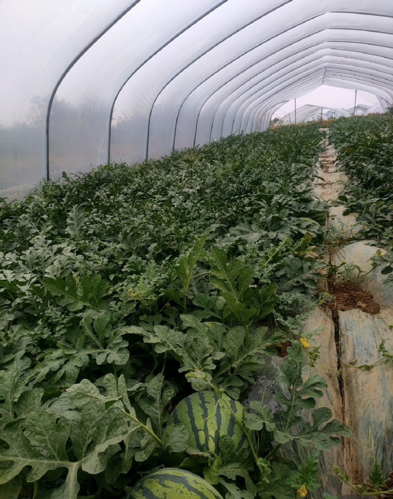 河南麒麟西瓜，质量好，口感甜，产地直发，价格可谈