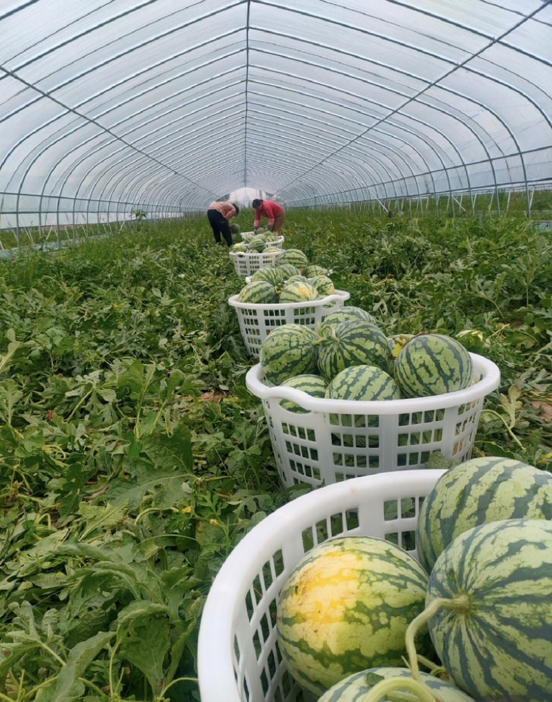 河南麒麟西瓜，质量好，口感甜，产地直发，价格可谈