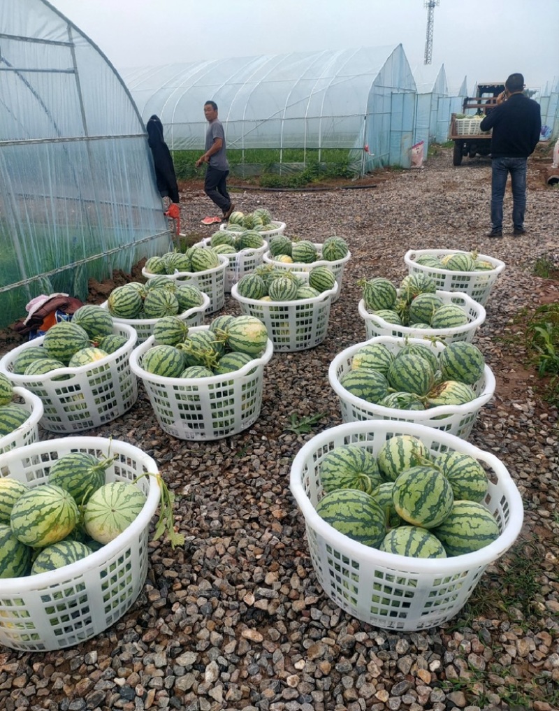 河南麒麟西瓜，质量好，口感甜，产地直发，价格可谈