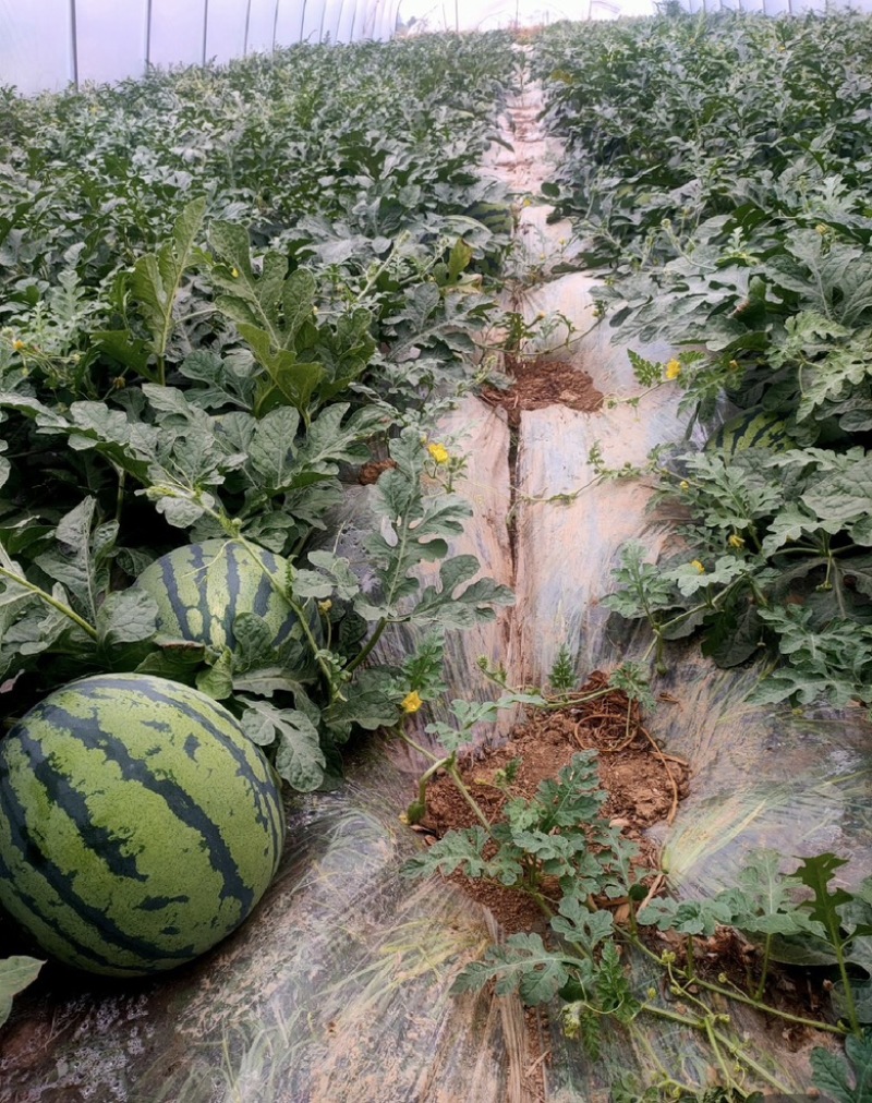河南麒麟西瓜，质量好，口感甜，产地直发，价格可谈