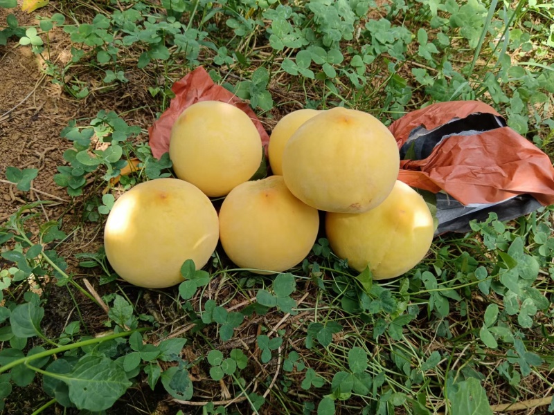 清镇小坡黄桃，脆甜无酸，个头大，口感特别好