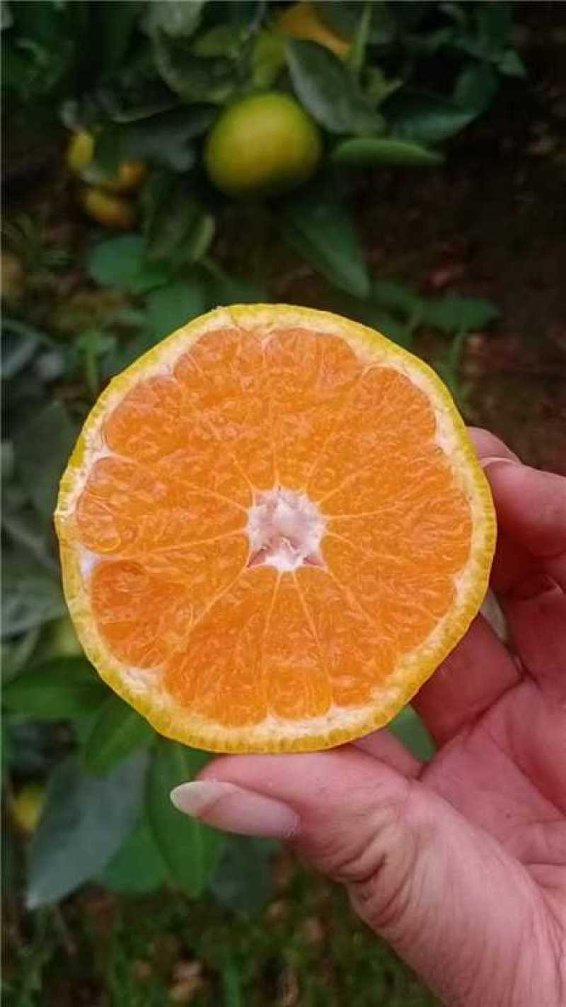 云南高山蜜橘产地一手货源量大价优全国发货欢迎随时联系
