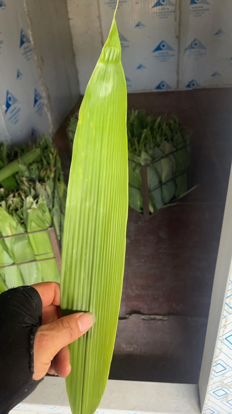 野生粽叶批发