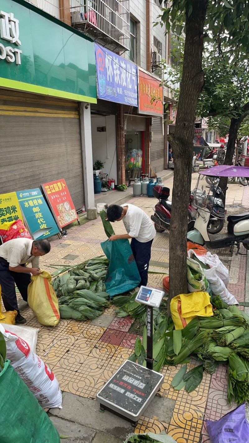 野生粽叶批发