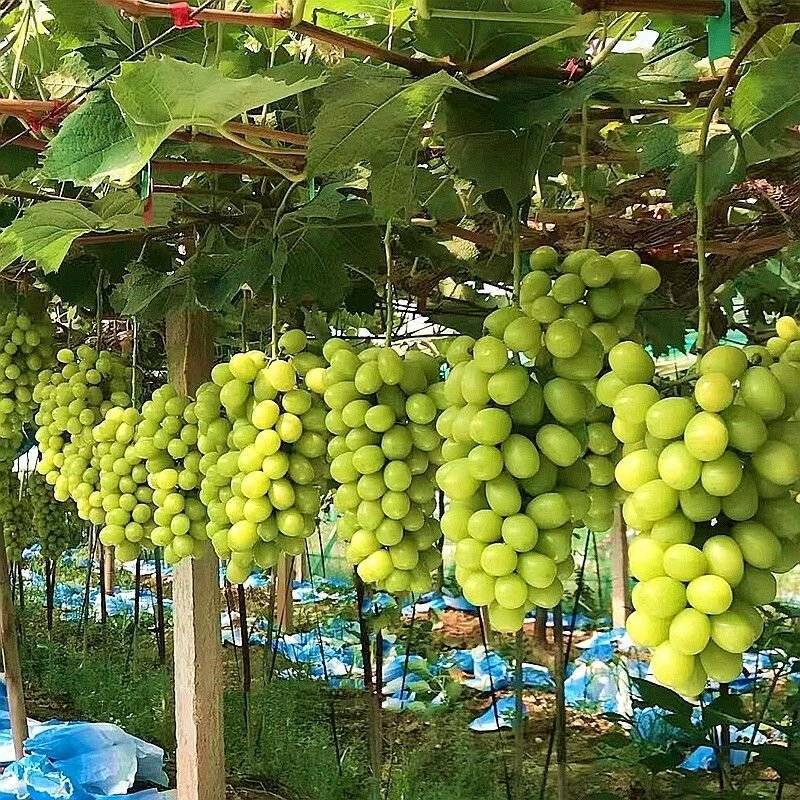 阳光玫瑰晴王葡萄大量上市量大从优支持视频看货电商社区团购