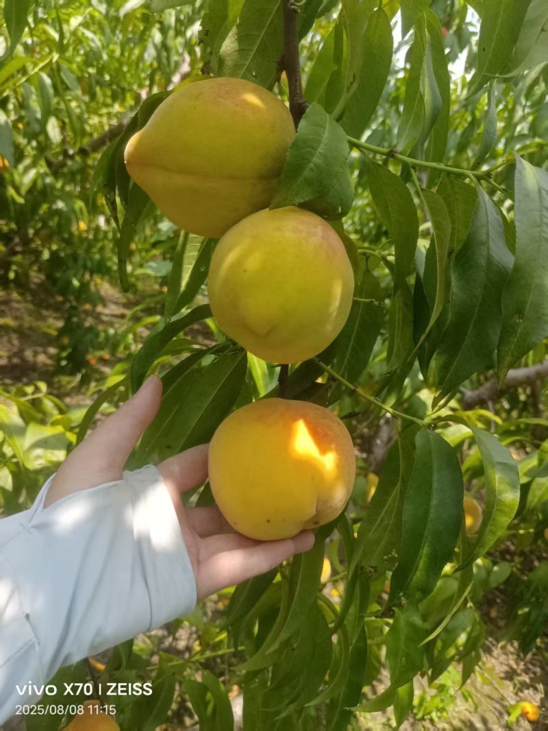 锦绣黄桃
