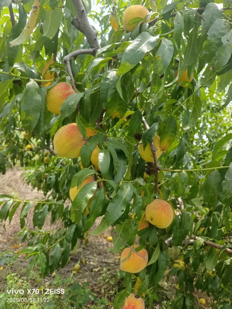 锦绣黄桃